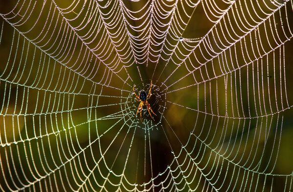 Паук на свитой паутине на лугу Республиканского ландшафтного заказника Налибокский - Sputnik Беларусь