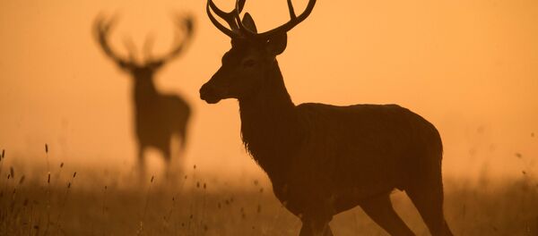 Алені на лузе ў Рэспубліканскім ландшафтным заказніку Налібоцкі - Sputnik Беларусь