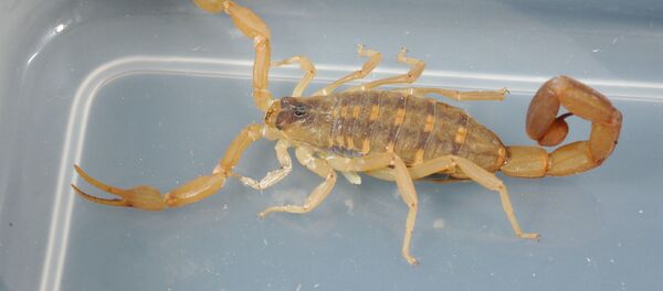 Скорпион, архивное фото - Sputnik Беларусь