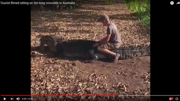 Видеофакт: бесстрашный турист оседлал крокодила и остался жив - Sputnik Беларусь