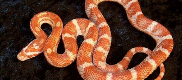 Спасатели отловили змею в гостинице Юбилейная - Sputnik Беларусь