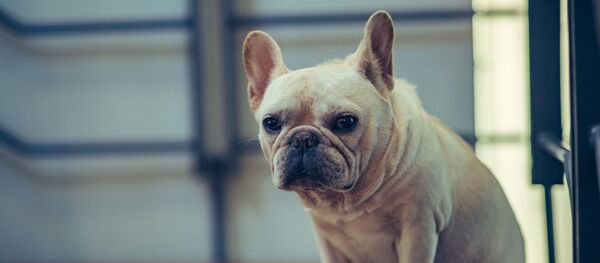 Французский бульдог, архивное фото - Sputnik Беларусь