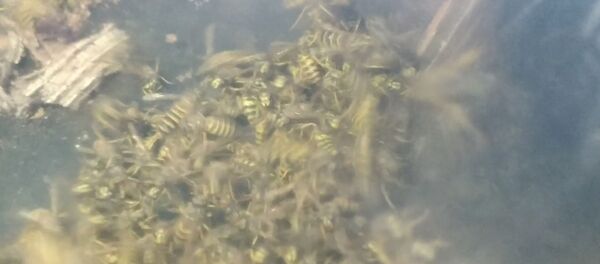 Видеофакт: лайфхак по избавлению от ос Видеофакт: лайфхак по избавлению от ос - Sputnik Беларусь