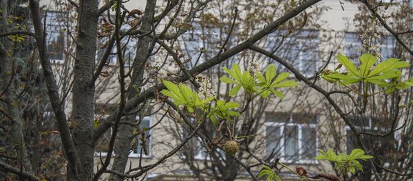 В Бобруйске зацвели каштаны - Sputnik Беларусь