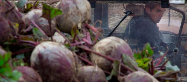 Уборка свеклы, архивное фото - Sputnik Беларусь