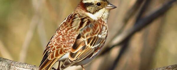 Овсянка-ремез - Sputnik Беларусь