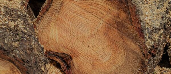 Дрова, архивное фото Дрова, архивное фото - Sputnik Беларусь