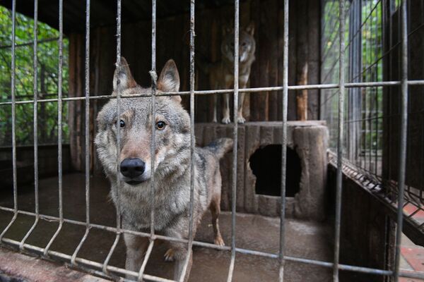 Волки в подмосковном центре передержки животных - Sputnik Беларусь