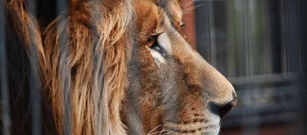 Лев, архивное фото - Sputnik Беларусь