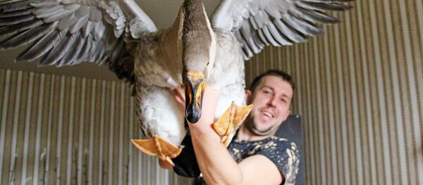 Минчанин Андрей Гурин и гусь Харвистер стали звездами интернета - Sputnik Беларусь