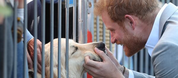 Принц Гарри и лабрадор - Sputnik Беларусь