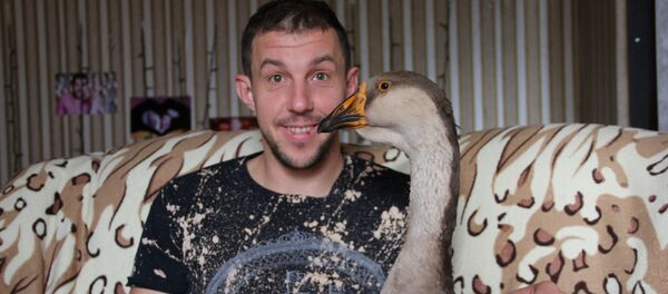Минчанин Андрей Гурин завел дома гуся Минчанин Андрей Гурин завел дома гуся - Sputnik Беларусь