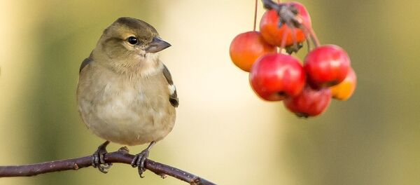 Птица и осенние ягоды - Sputnik Беларусь