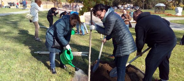 Работники горисполкома сажают деревья, которые предназначались для Мясниковича - Sputnik Беларусь