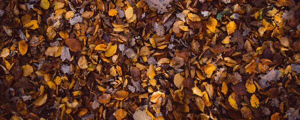 Осенние листья, архивное фото - Sputnik Беларусь