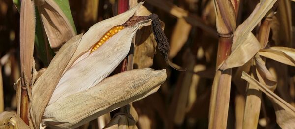 Кукурузное поле, архивное фото Кукурузное поле, архивное фото - Sputnik Беларусь