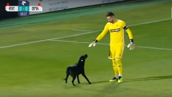 Матч чемпионата Грузии по футболу остановили из-за веселого пса - Sputnik Беларусь