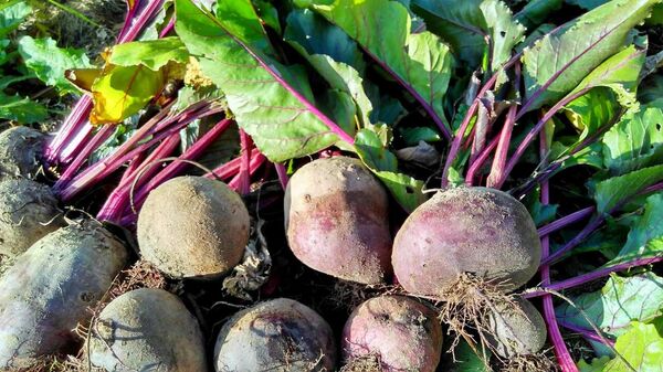 Буракі - Sputnik Беларусь