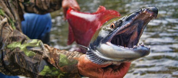 Лосось, архивное фото - Sputnik Беларусь