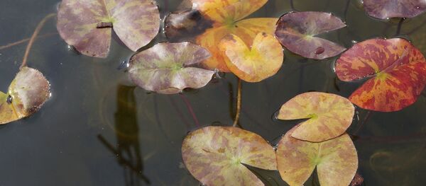 Садовый пруд - Sputnik Беларусь