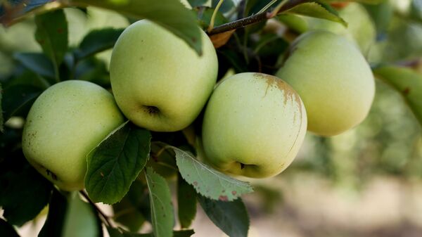 Этот год урожайный на яблоки - Sputnik Беларусь