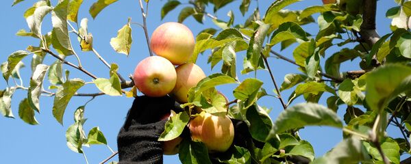 За садом нужно ухаживать, чтобы яблоки были большие и хорошие - Sputnik Беларусь