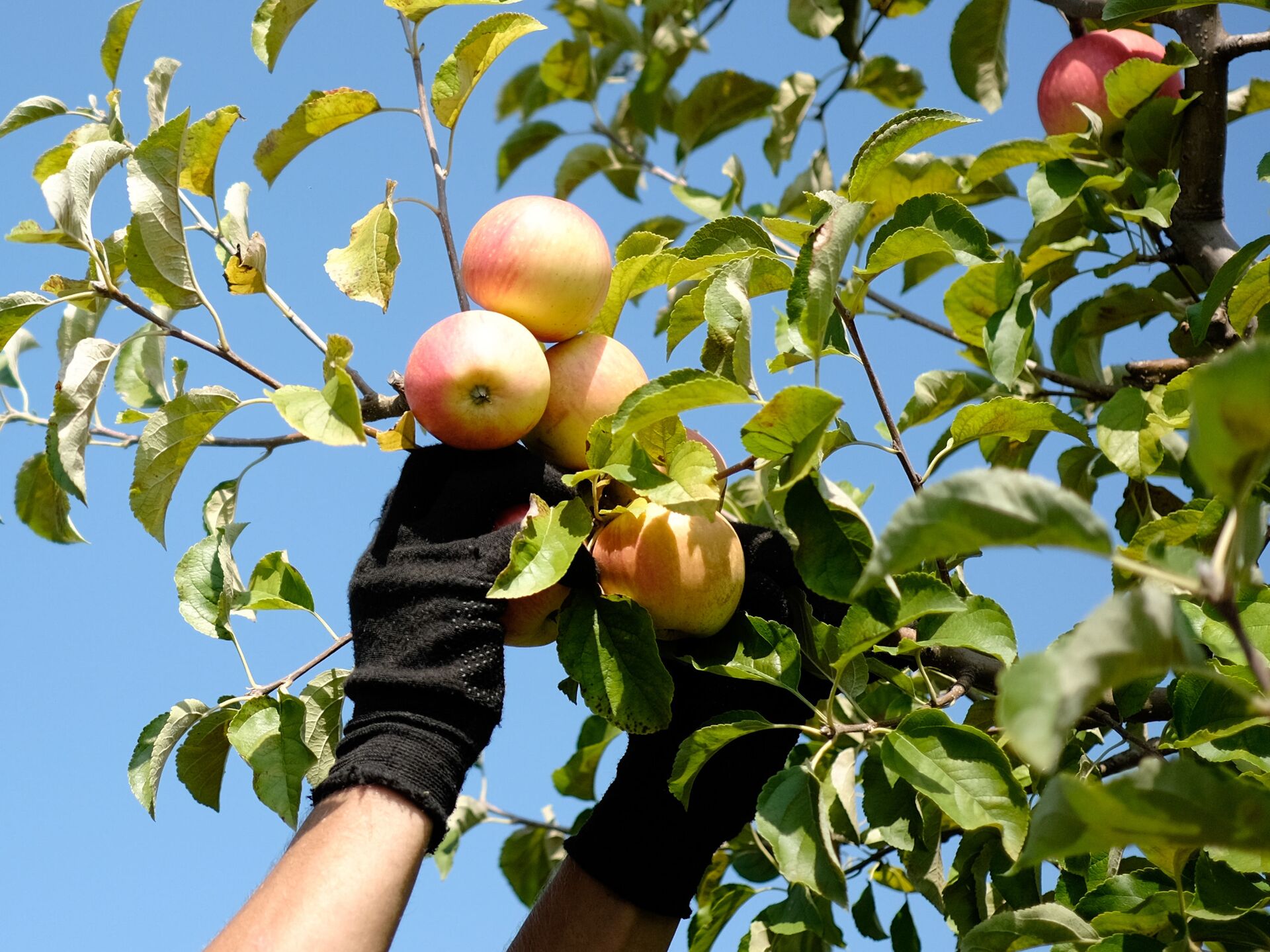 Яблоневый сад сбор урожая