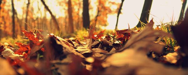 Листья в осеннем парке, видео  - Sputnik Беларусь