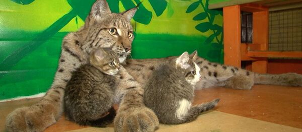 Рысь воспитывает домашних котят - Sputnik Беларусь