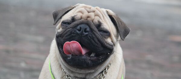 Мопс, архивное фото - Sputnik Беларусь