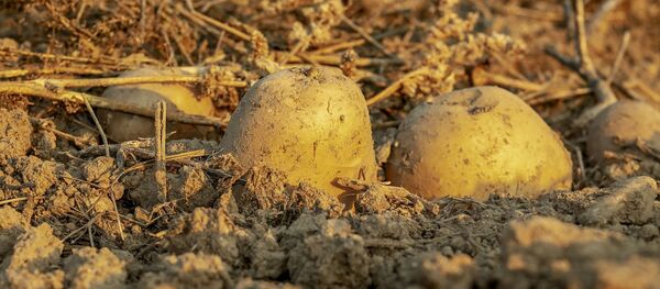 Картофель, архивное фото - Sputnik Беларусь