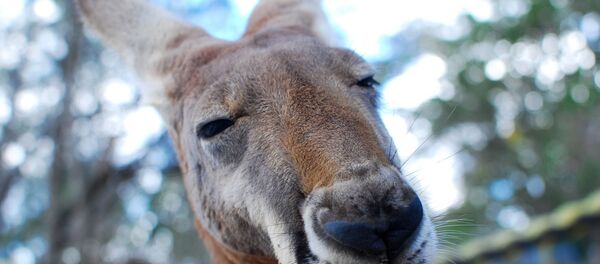 Кенгуру - Sputnik Беларусь