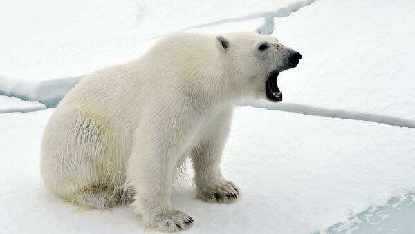 Белый медведь на льдине в Северном ледовитом океане. - Sputnik Беларусь