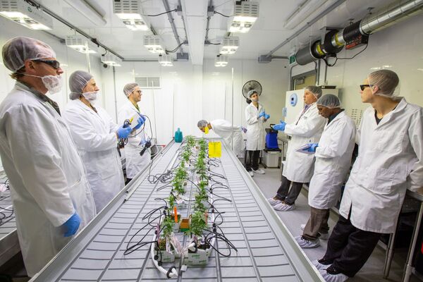 Марихуану легализовали в Канаде Марихуану легализовали в Канаде - Sputnik Беларусь