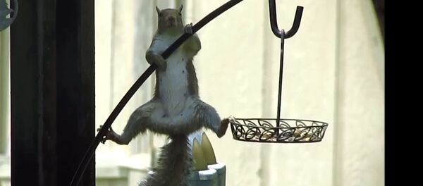 Упорная белка - Sputnik Беларусь