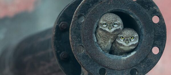 Фотограф года живой природы — 2018 - Sputnik Беларусь