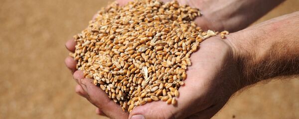 Збожжа - Sputnik Беларусь