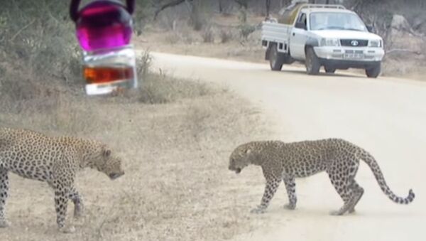 Смертельный бой леопардов в Африке, видео - Sputnik Беларусь