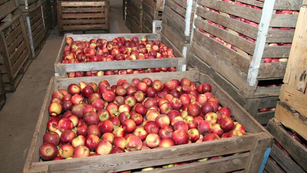 В таких хранилищах яблоки могут лежать без повреждений до весны - Sputnik Беларусь