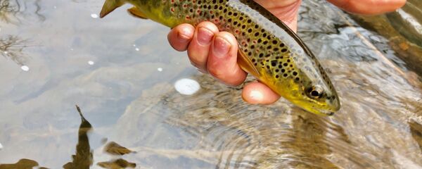 Форель, архивное фото - Sputnik Беларусь