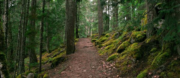 Лес, архивное фото Лес, архивное фото - Sputnik Беларусь