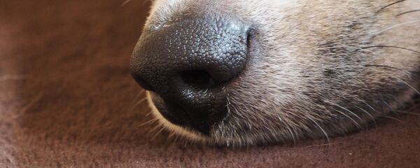 Собачий нос, архивное фото Собачий нос, архивное фото - Sputnik Беларусь