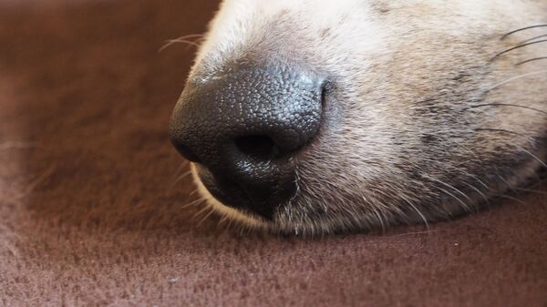 Собачий нос, архивное фото - Sputnik Беларусь