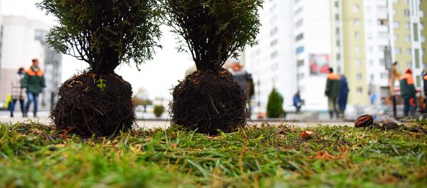 На Советской вдоль проезжей части внезапно выросли туи и можжевельник - Sputnik Беларусь