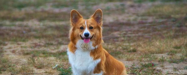 Собака породы корги, архивное фото - Sputnik Беларусь