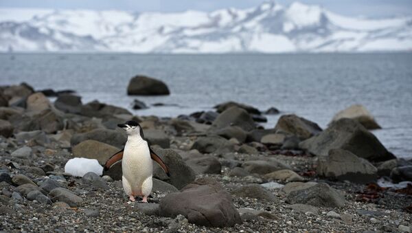 Пингвин на острове Ватерлоо в Антарктиде - Sputnik Беларусь