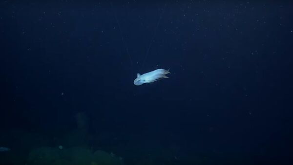 Ушастый осьминог, видео - Sputnik Беларусь