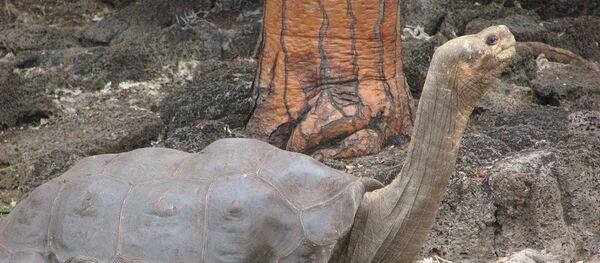 Чарапаха Вострава Пінта (Pinta Island Tortoise) - Sputnik Беларусь