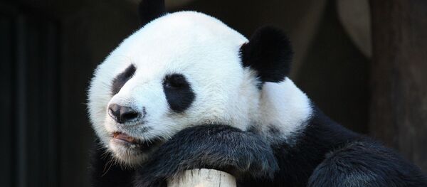 Панда отдыхает, архивное фото - Sputnik Беларусь