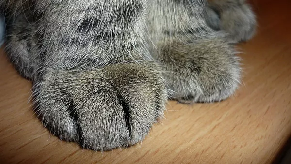 Лапы кота - Sputnik Беларусь